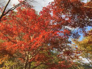 2016年11月6日　鳥取県日南湖 「kan」さん