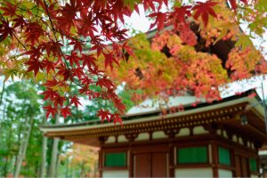 2016年11月6日　和歌山県高野山 「みゅう」さん