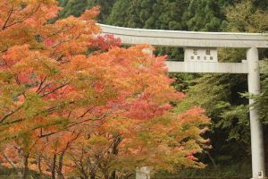 2016年11月6日　愛媛県面河渓 「おりせい」さん